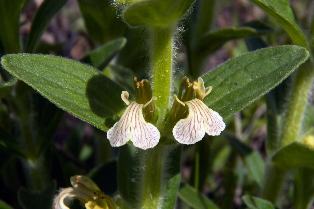 Image of Ajuga laxmannii specimen.