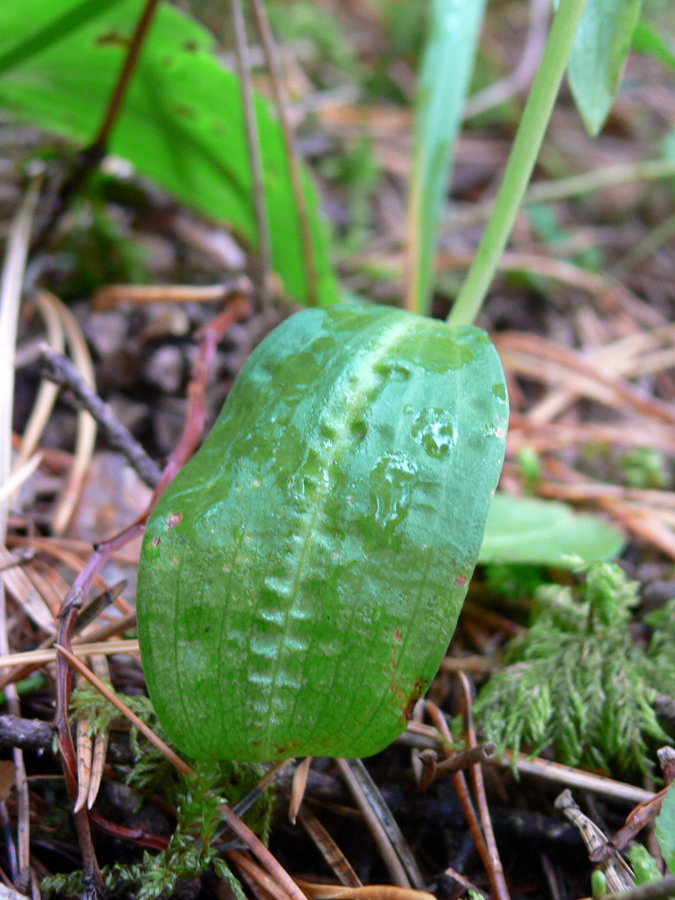 Изображение особи Dactylorhiza viridis.