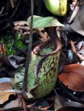 Nepenthes rafflesiana