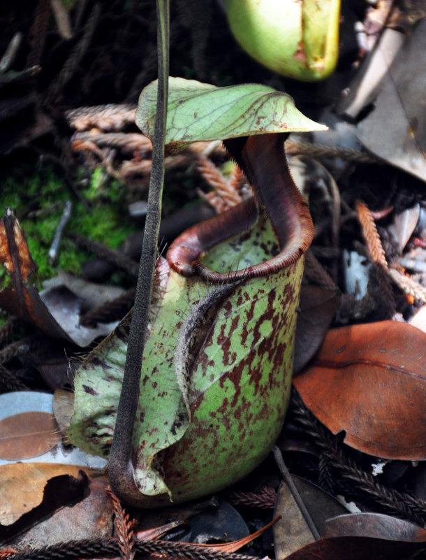 Изображение особи Nepenthes rafflesiana.