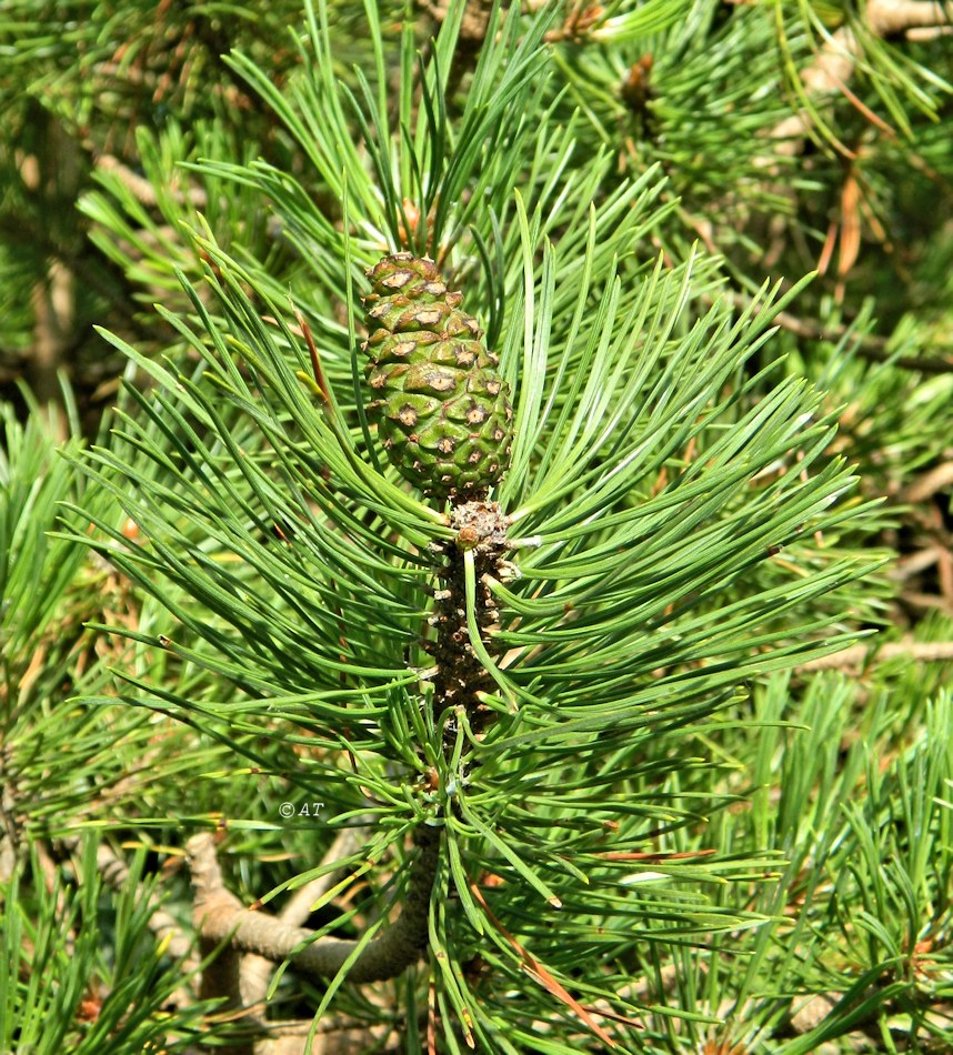 Изображение особи Pinus mugo.