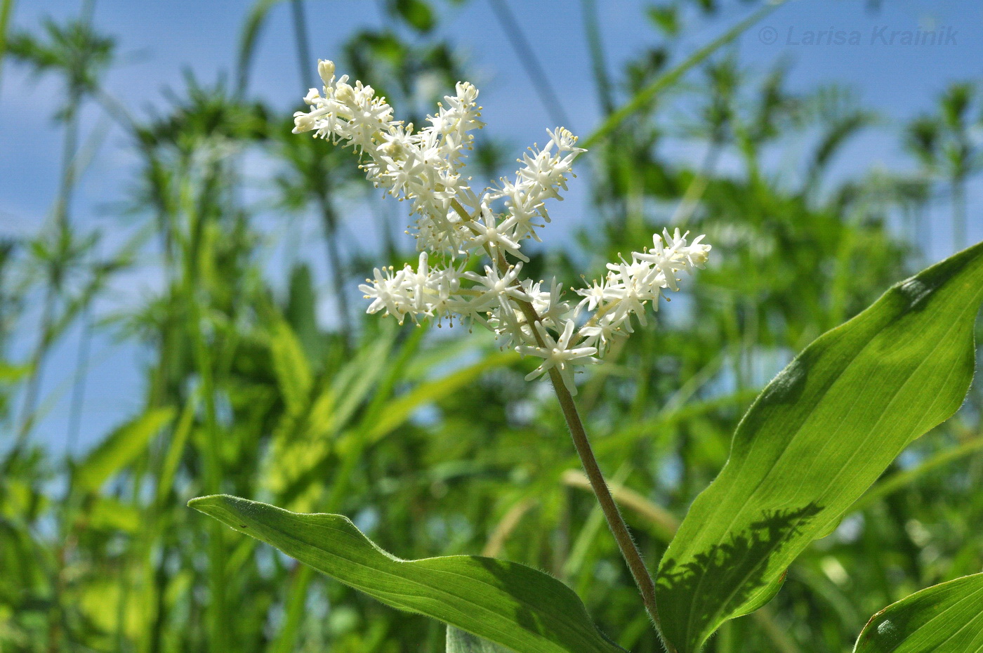 Изображение особи Smilacina hirta.