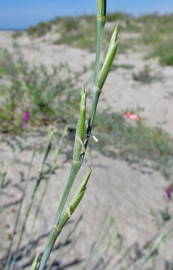 Image of Elytrigia bessarabica specimen.