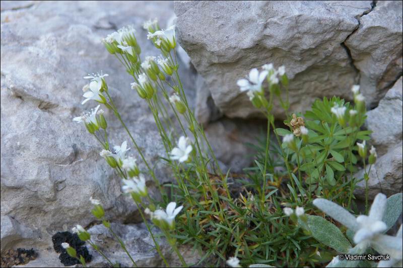 Image of Minuartia taurica specimen.