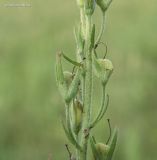 Veronica jacquinii. Часть соплодия. Краснодарский край, Кущёвский р-н, станица Шкуринская, склон балки Сухая. 22.06.2017.