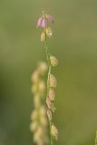 Polygala cretacea. Отцветающее соцветие. Ростовская обл., Куйбышевский р-н, окр. с. Лысогорка, меловой склон. 16.06.2017.