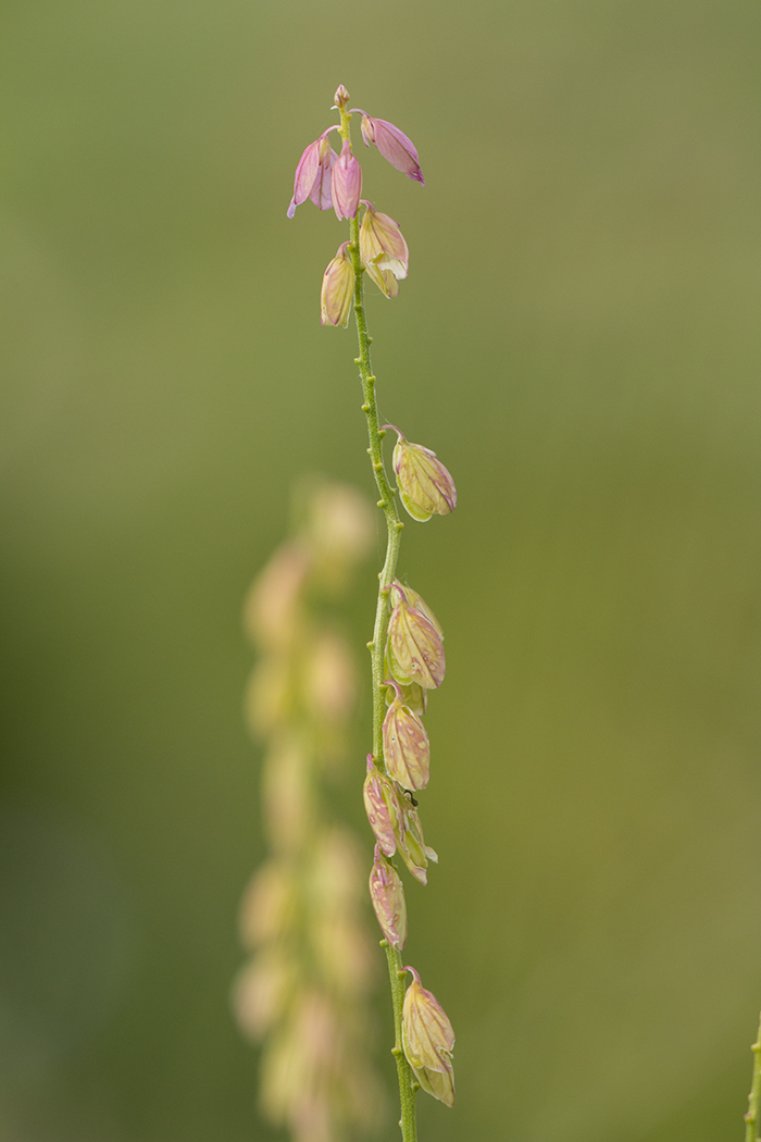 Image of Polygala cretacea specimen.
