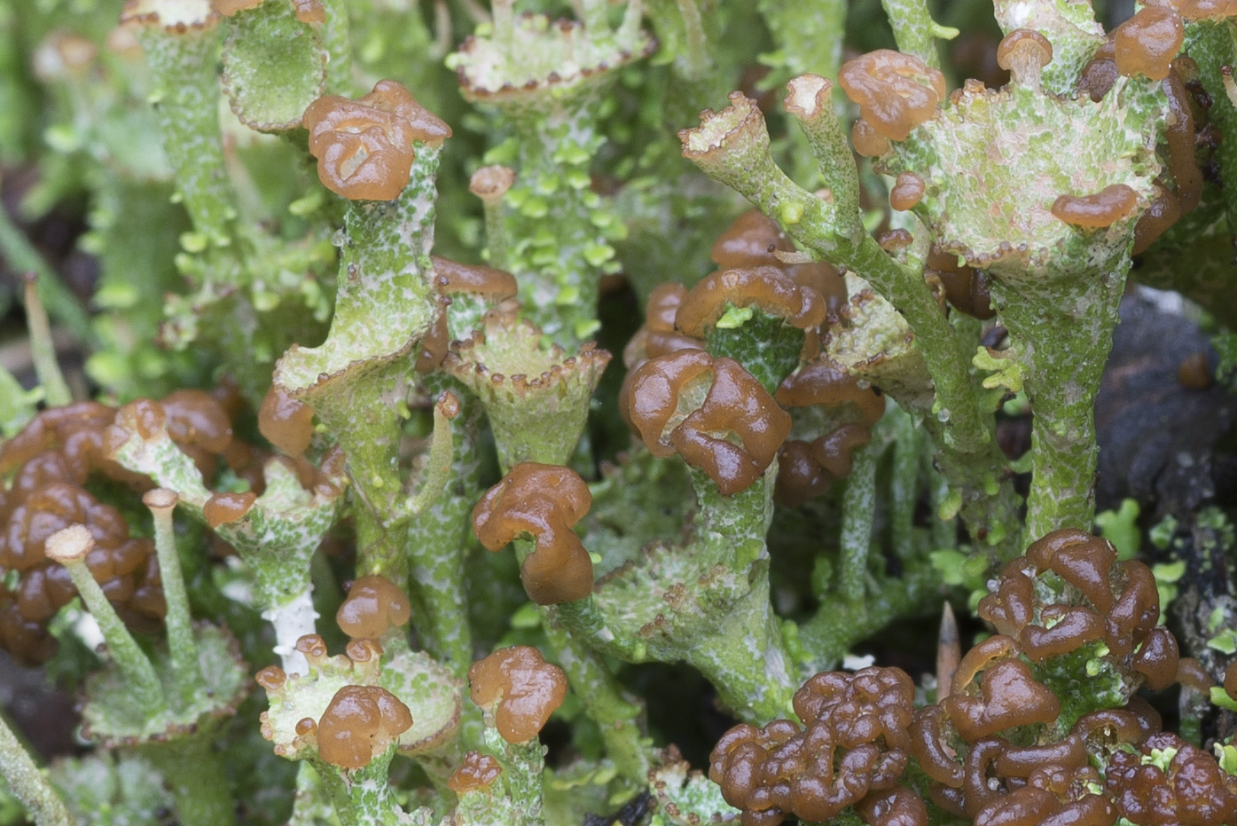 Изображение особи Cladonia gracilis ssp. turbinata.