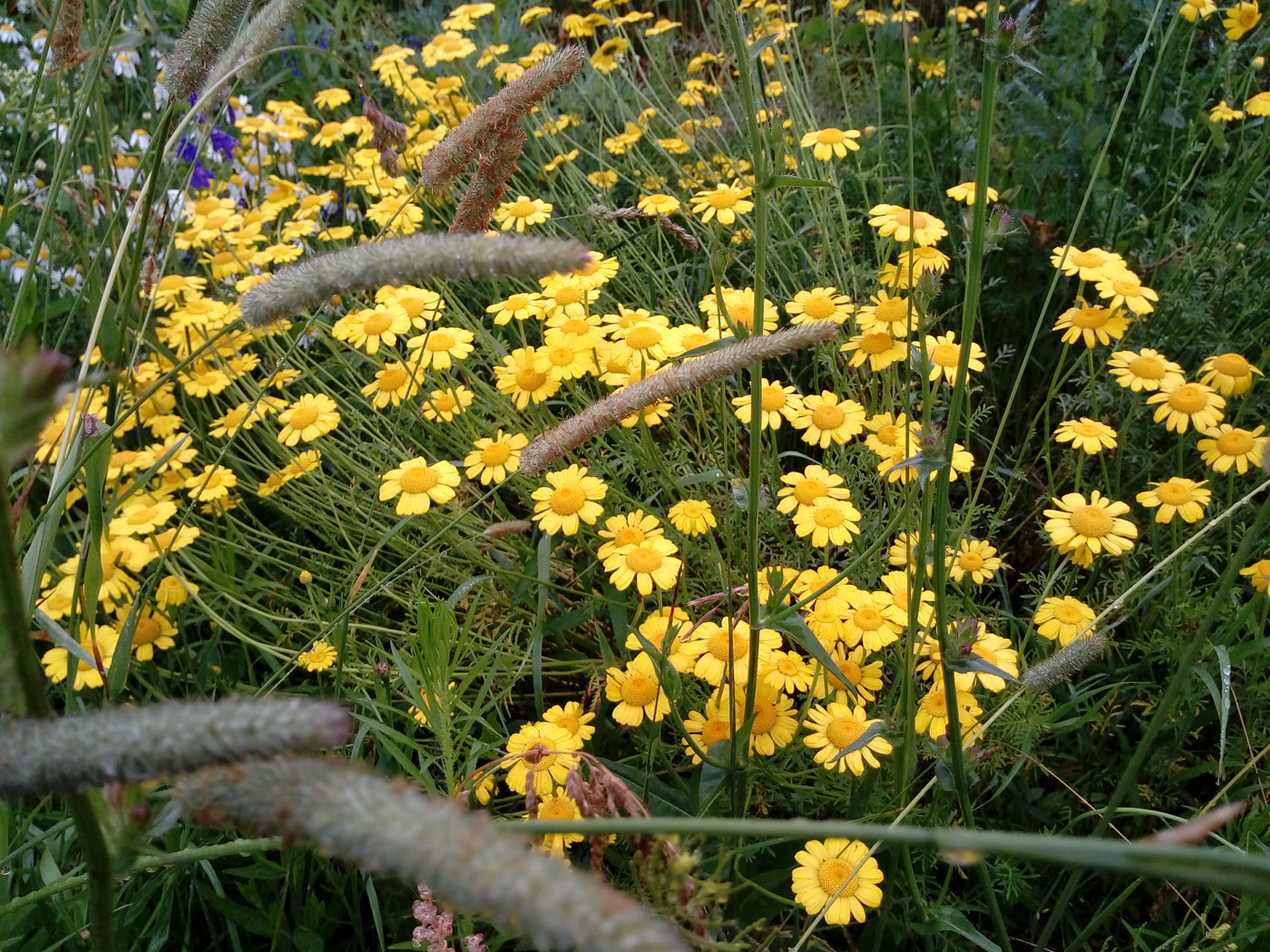 Изображение особи Anthemis tinctoria.