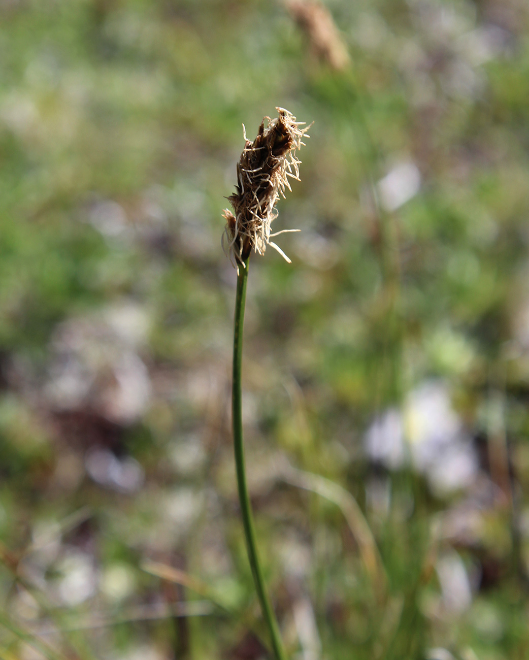 Image of Kobresia macrolepis specimen.