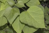 genus Catalpa