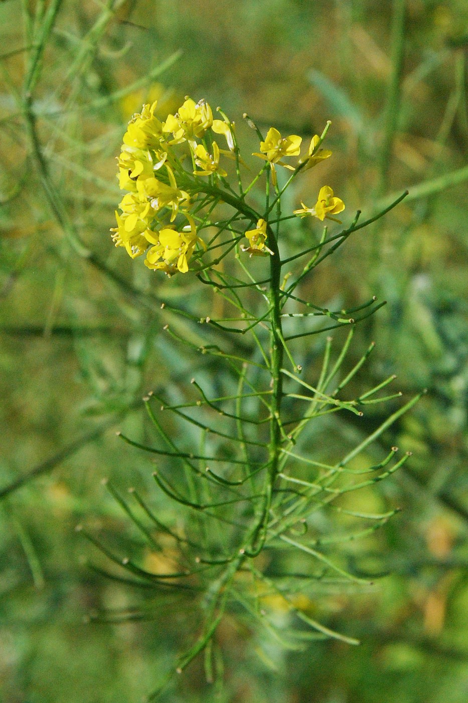 Image of Sisymbrium loeselii specimen.