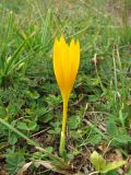 Crocus scharojanii