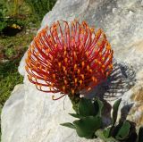 Leucospermum cordifolium