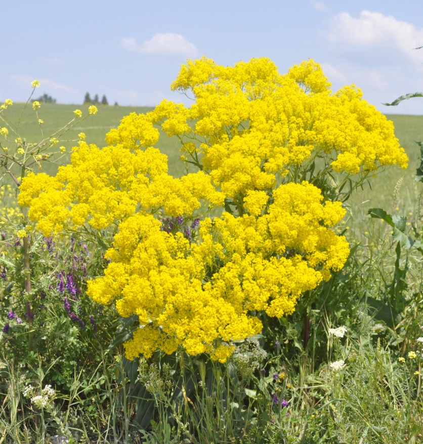 Image of Isatis tinctoria specimen.