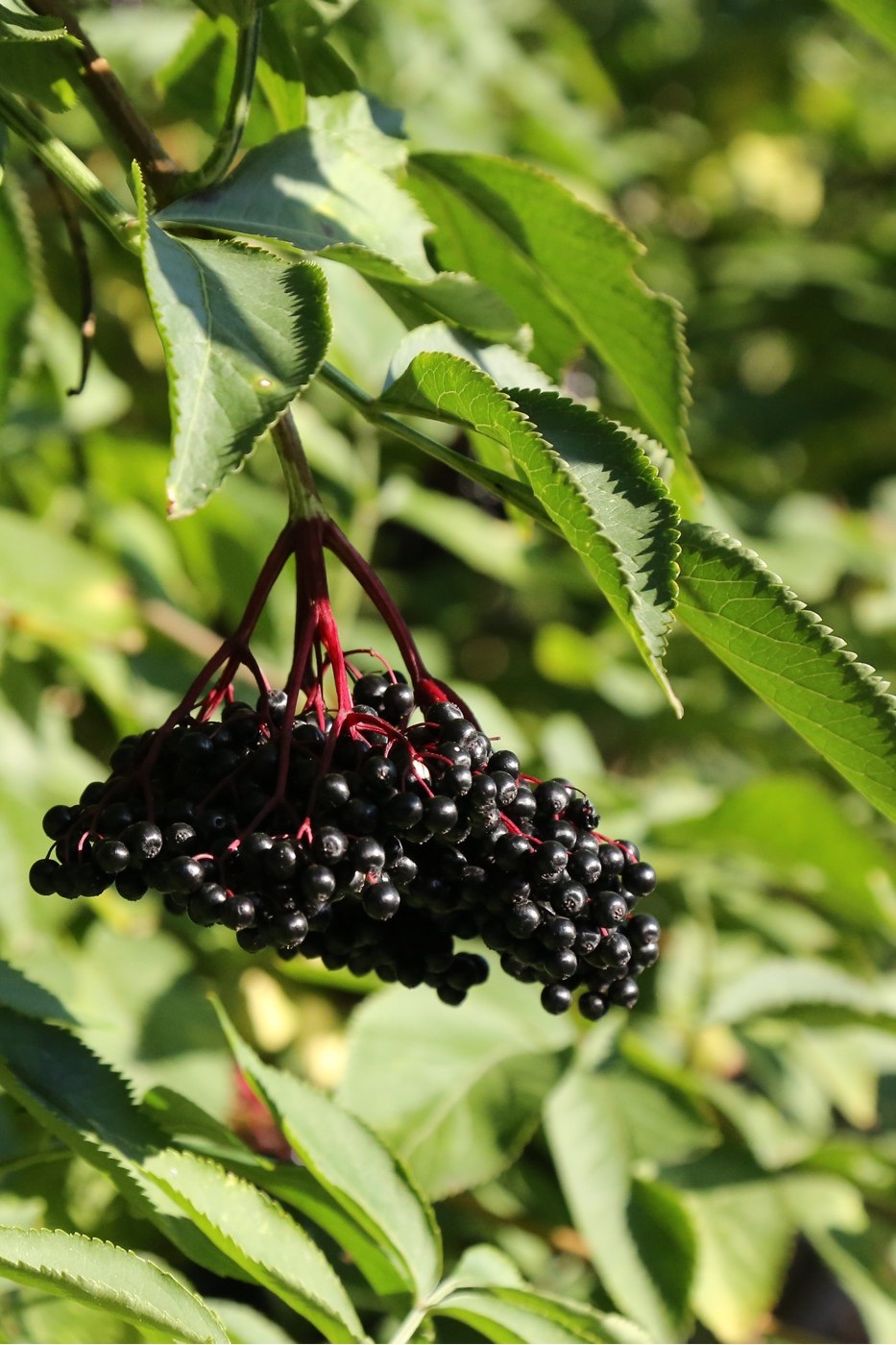 Изображение особи Sambucus nigra.