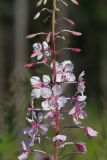 Chamaenerion angustifolium. Часть соцветия (светлоокрашенная форма). Ленинградская обл., Всеволожский р-н, окр. дер. Лаппелово, очищенная от деревьев полоса между ж.-д. путями и смешанным лесом. 30.07.2017.