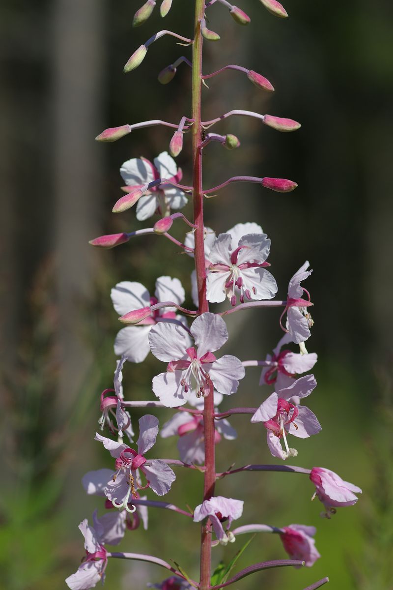 Image of Chamaenerion angustifolium specimen.