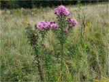 Symphyotrichum novae-angliae. Цветущие растения. Украина, Ивано-Франковская обл., Долинский р-н, окр. г. Долина, на лугу. 27.09.2017.