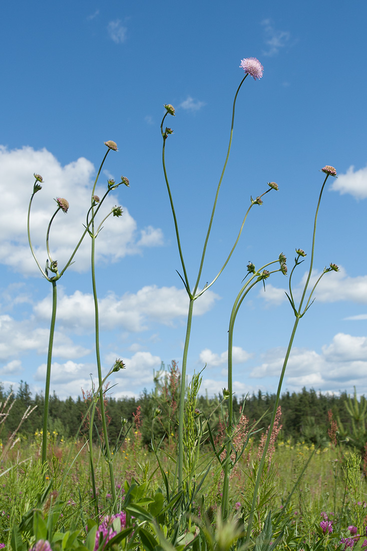 Изображение особи Knautia arvensis.