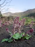 Petasites hybridus