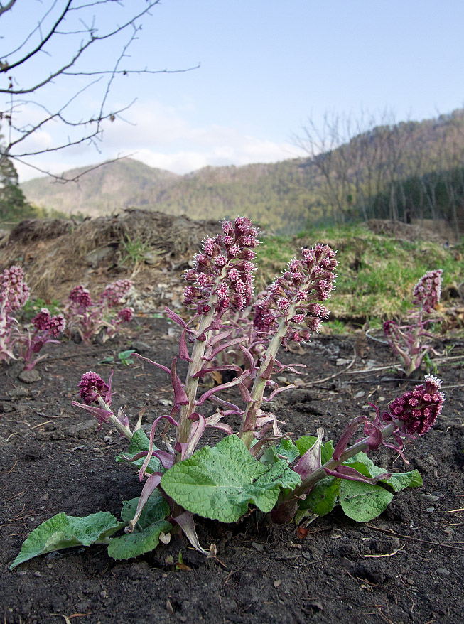 Изображение особи Petasites hybridus.