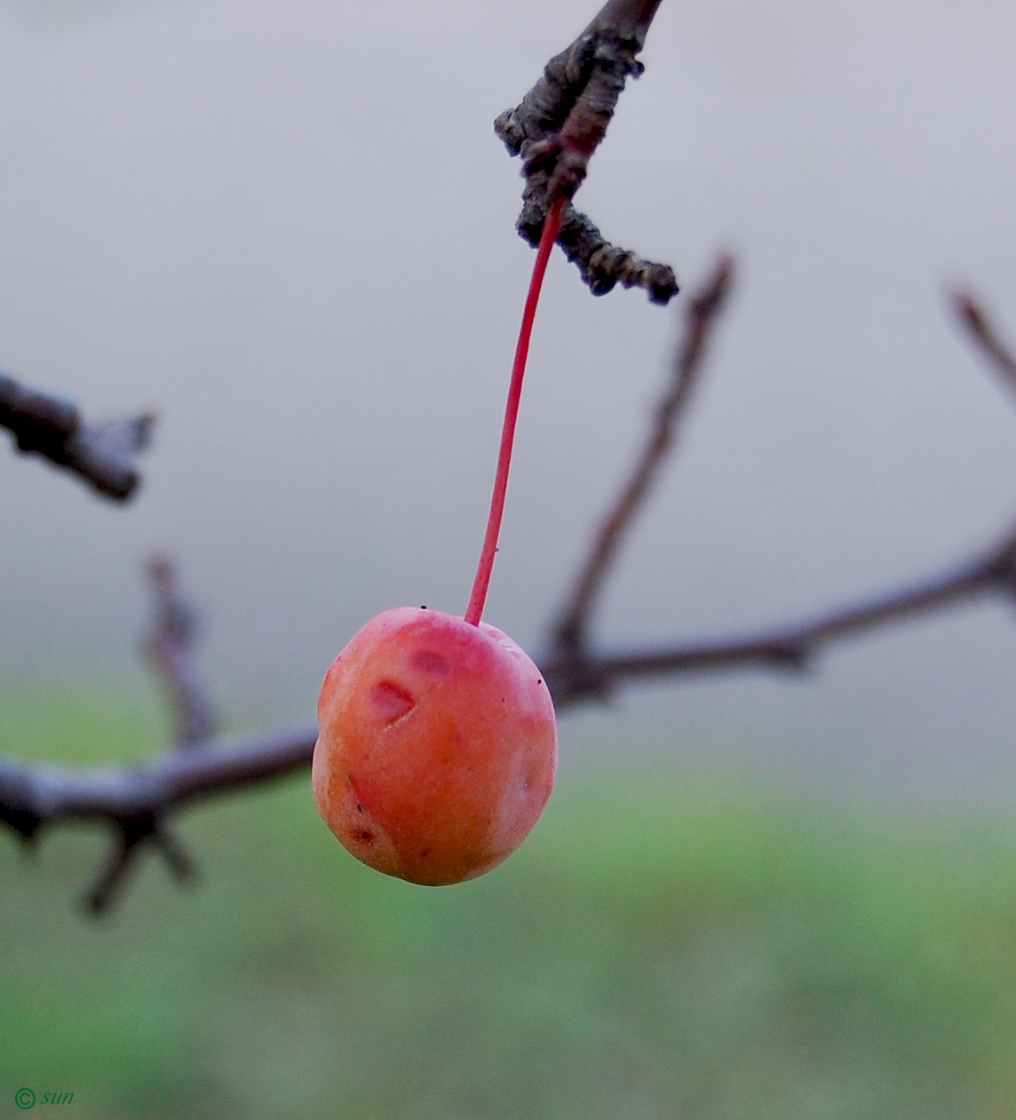 Изображение особи Malus niedzwetzkyana.