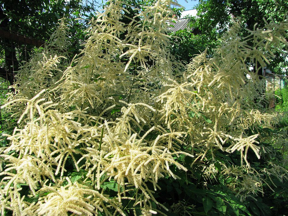 Изображение особи Aruncus dioicus.