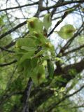 Ulmus minor. Ветвь с плодами. Крым, Байдарская долина. 7 мая 2010 г.