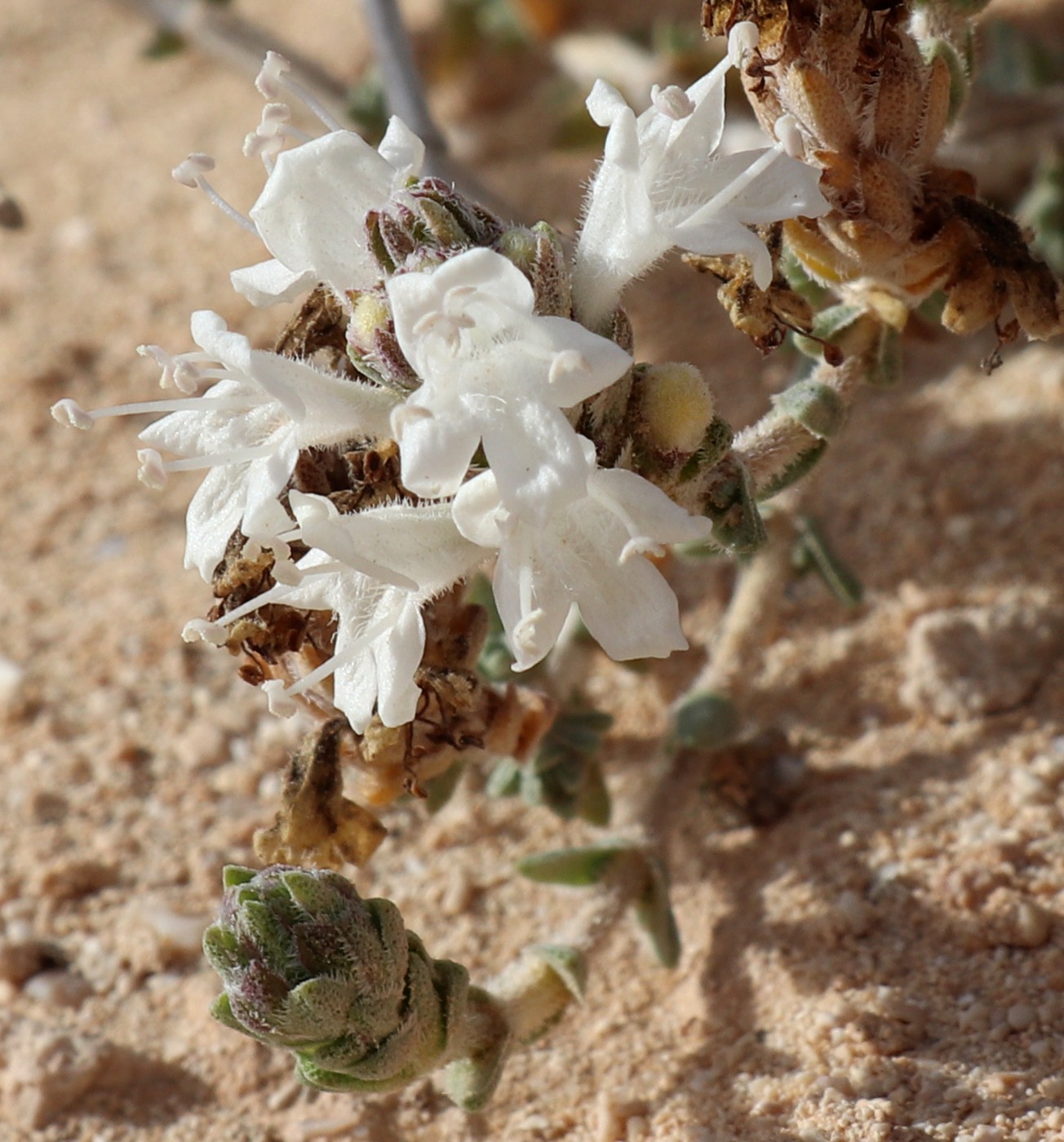 Image of Thymbra capitata specimen.