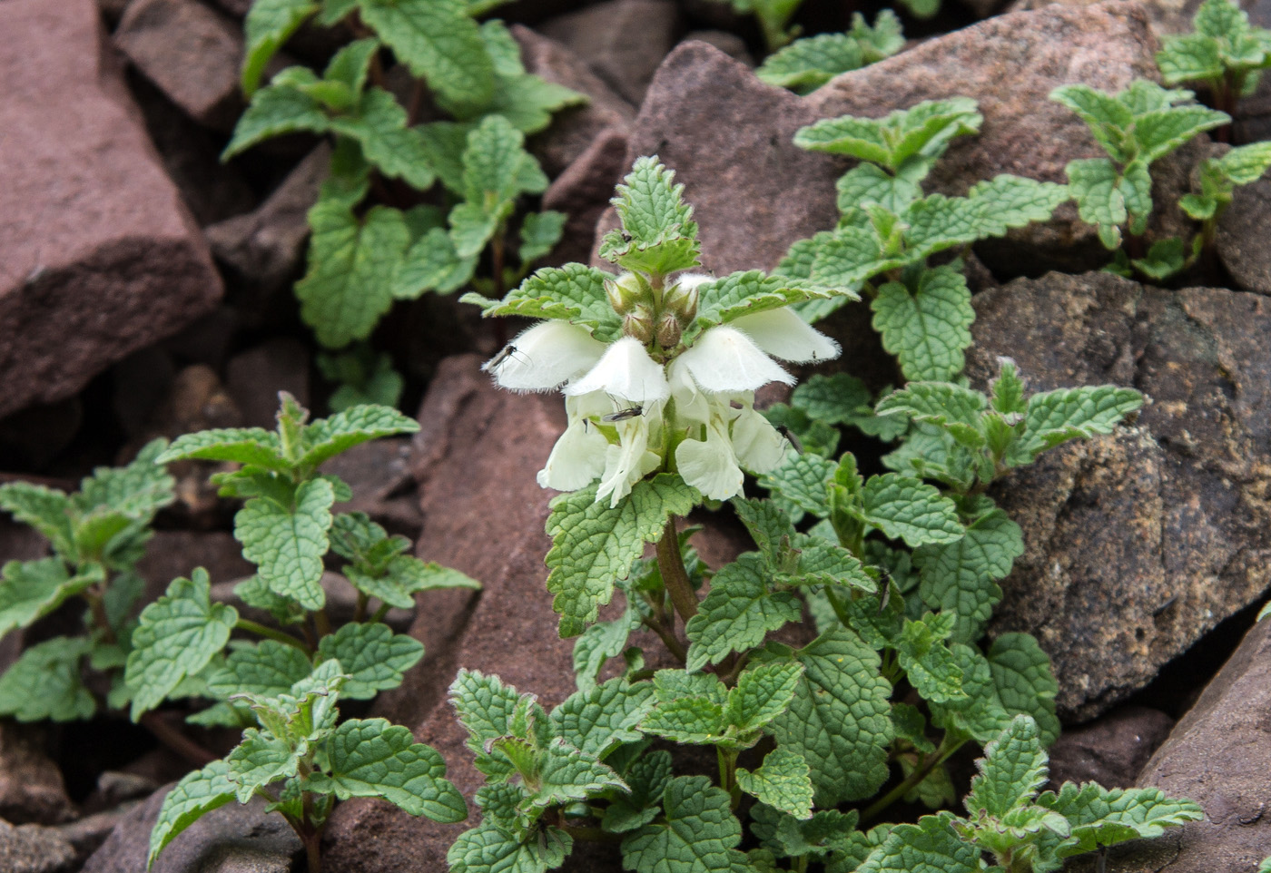 Image of Lamium tomentosum specimen.