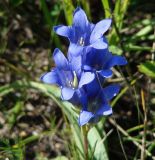 Gentiana decumbens