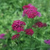 Achillea millefolium. Верхушка цветущего растения (культивар). Пермский край, г. Пермь, Кировский р-н, газон у административного здания, в культуре. 25.07.2017.