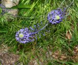 Scilla hyacinthoides