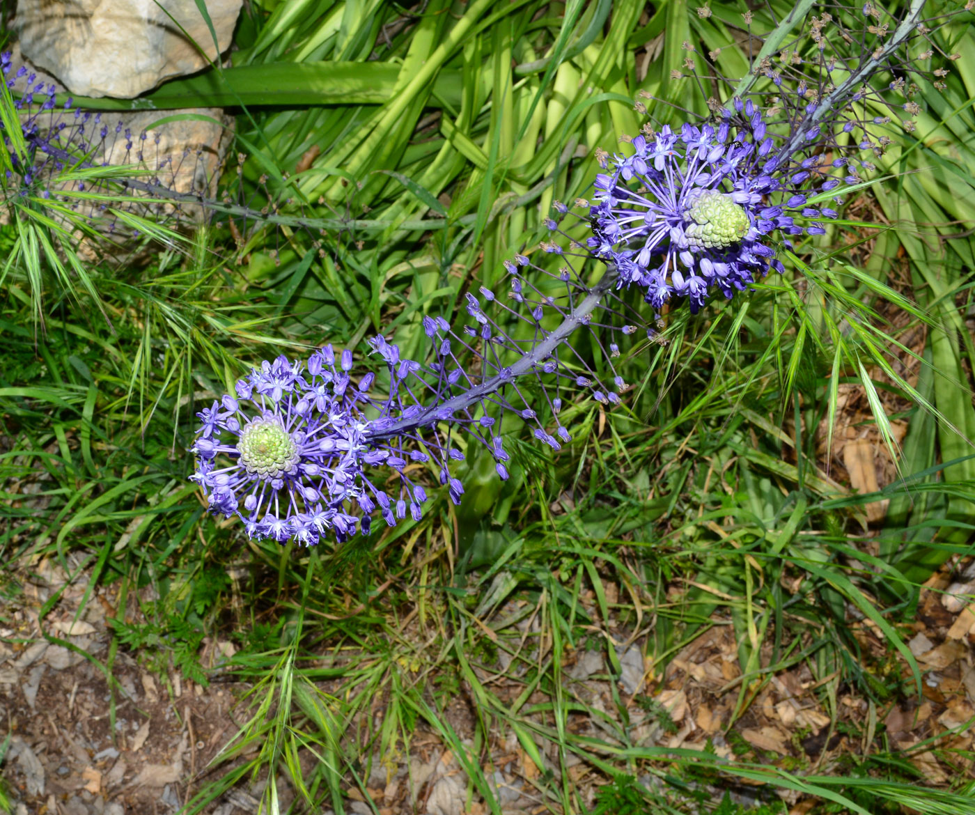 Image of Scilla hyacinthoides specimen.