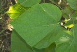 Catalpa bignonioides. Лист. Краснодарский край, г. Сочи, Хостинский р-н, Орлиные скалы, склон горы. 07.08.2017.