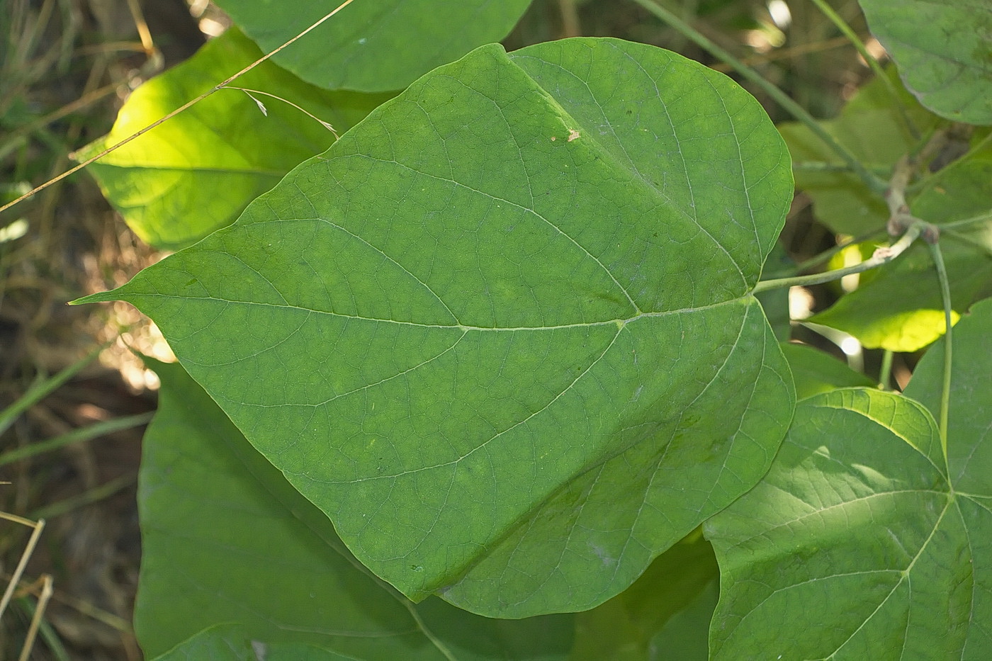 Изображение особи Catalpa bignonioides.