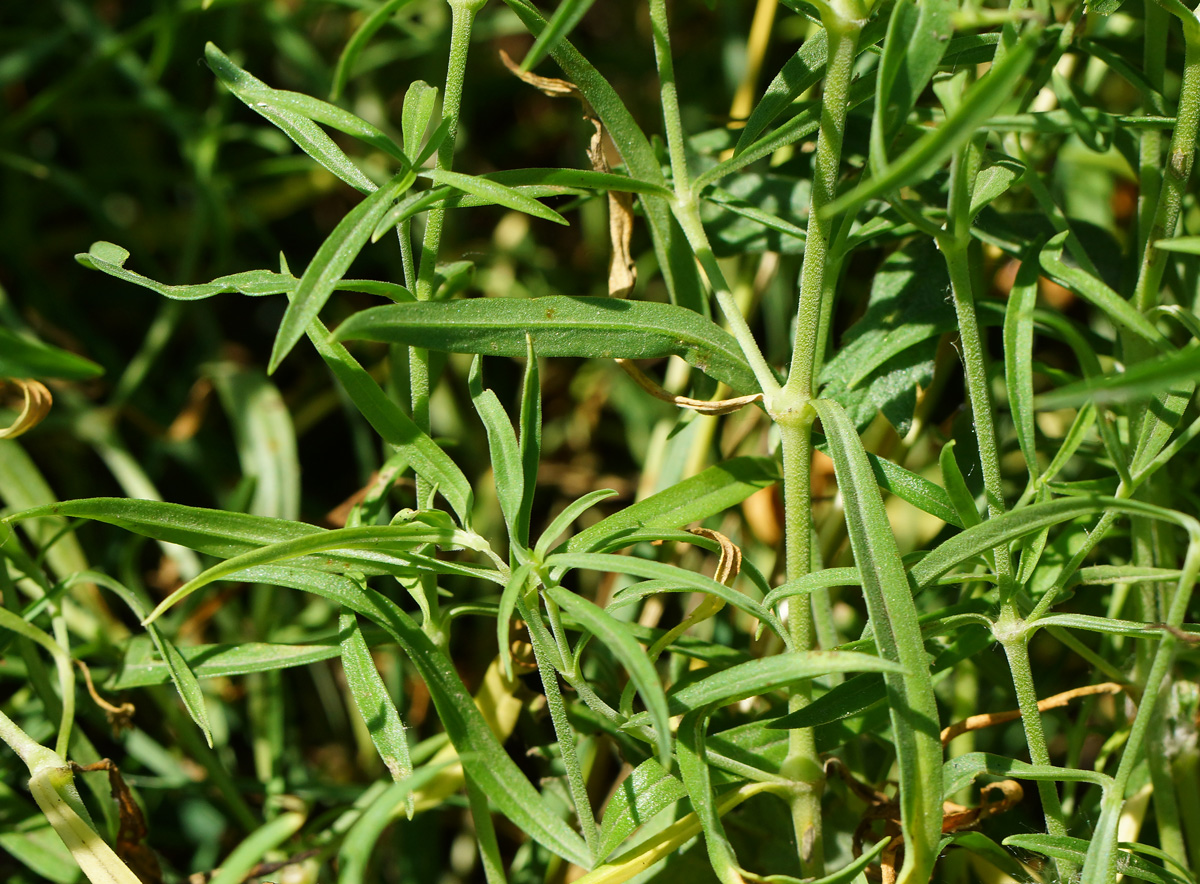 Image of Silene amoena specimen.