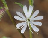 Silene dichotoma