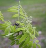 Sorbus aucuparia. Верхушка веточки с развивающимся соцветием. Пермский край, г. Пермь, Кировский р-н, одиночное дерево в разреженном сосновом бору. 20.05.2017.