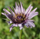 genus Tragopogon