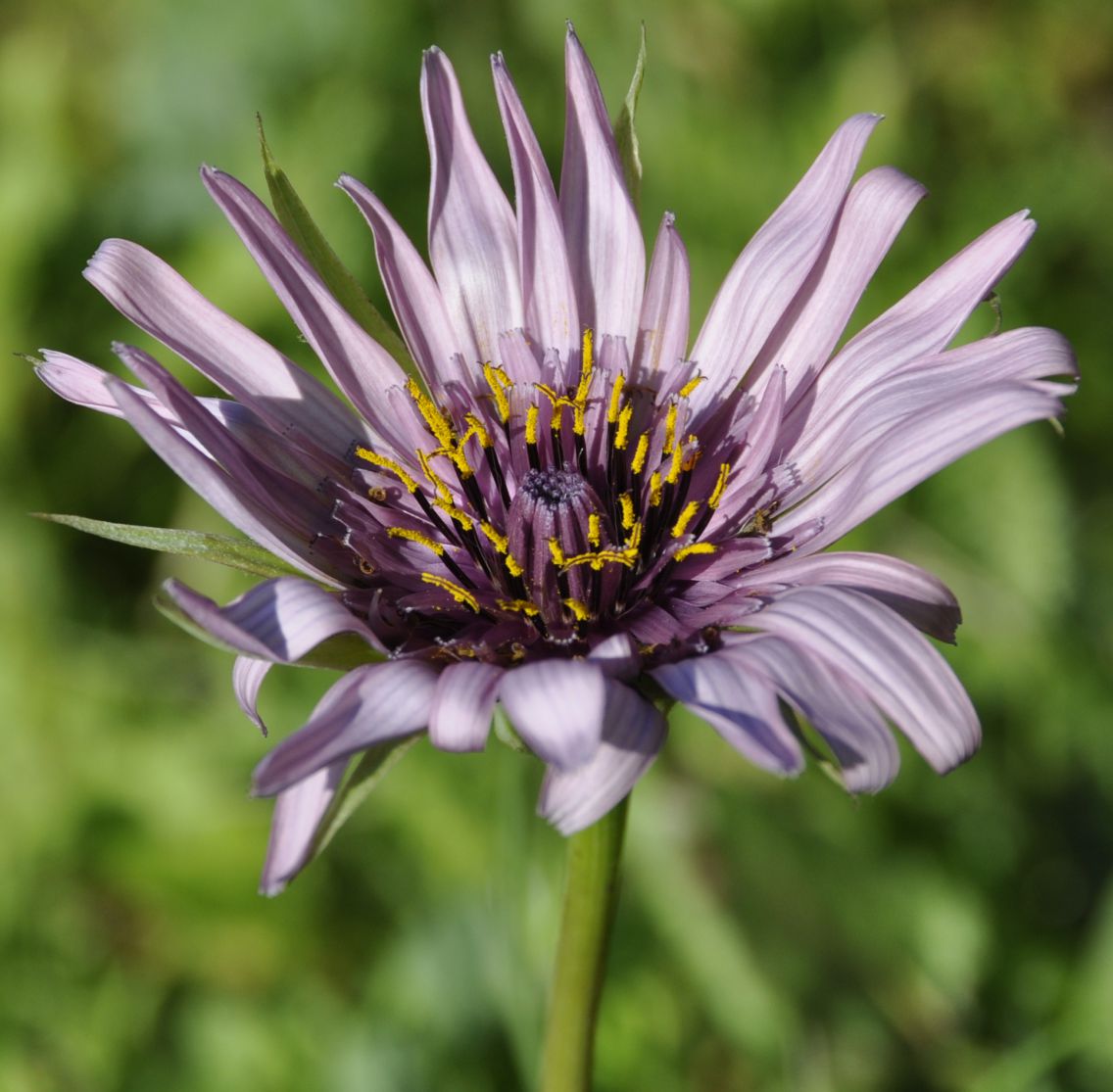 Изображение особи род Tragopogon.