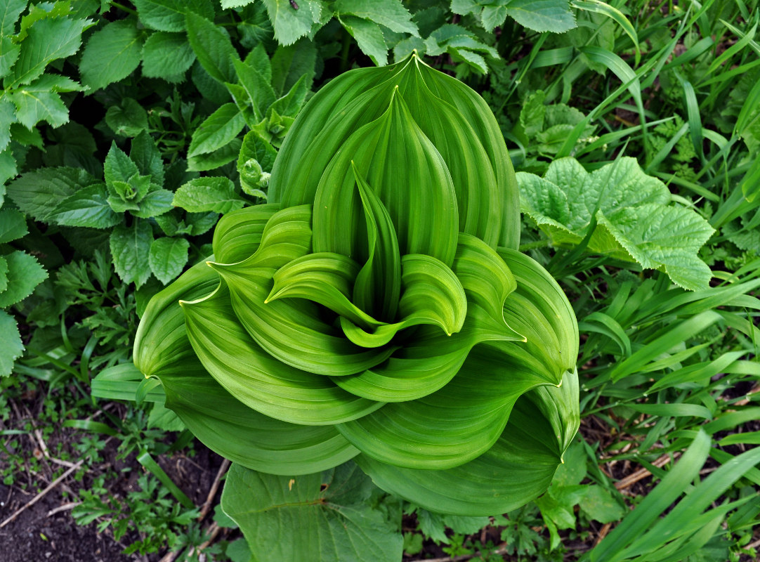 Изображение особи Veratrum lobelianum.