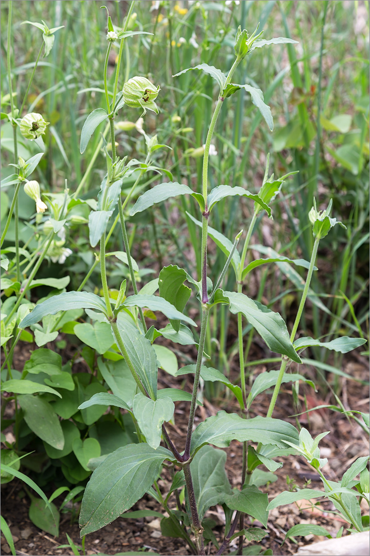 Изображение особи Melandrium latifolium.