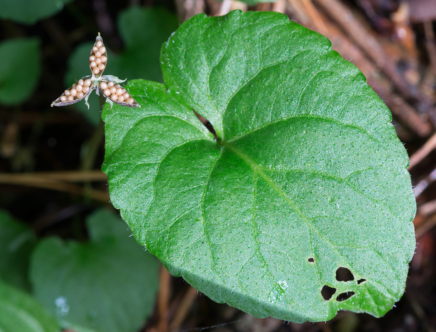 Image of Viola selkirkii specimen.