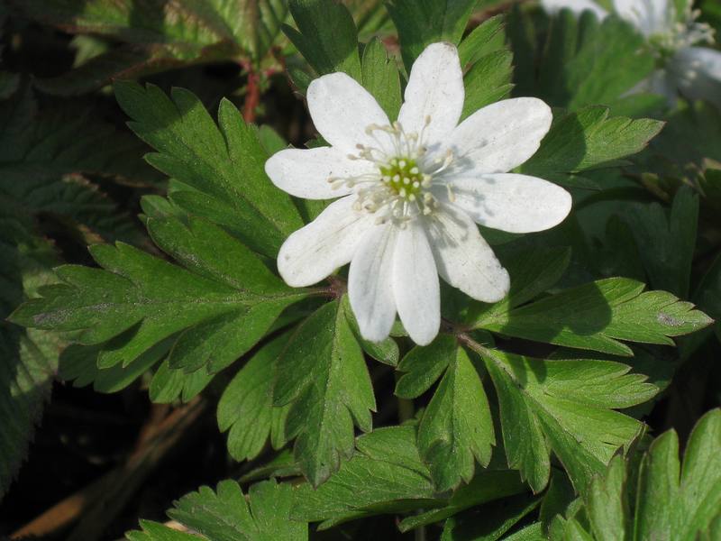 Image of Anemone amurensis ssp. kamtschatica specimen.