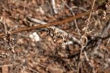 Pyrethrum corymbosum. Часть сухого прошлогоднего побега. Средний Урал, Пермский край, Кунгурский р-н, правый берег р. Сылва, нижняя часть каменистого южного склона камня Ермак. 7 апреля 2018 г.