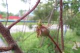 Rosa spinosissima. Зреющий плод с бутонами. Тверская обл., Весьегонский р-н, с. Чистая Дуброва, в культуре. 25 июня 2015 г.