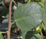 Capparis orientalis
