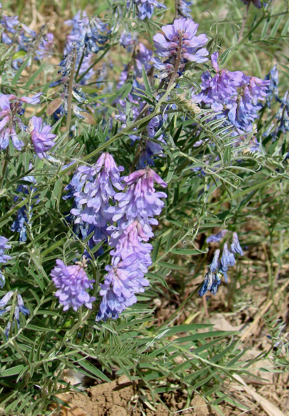 Image of Vicia cracca specimen.